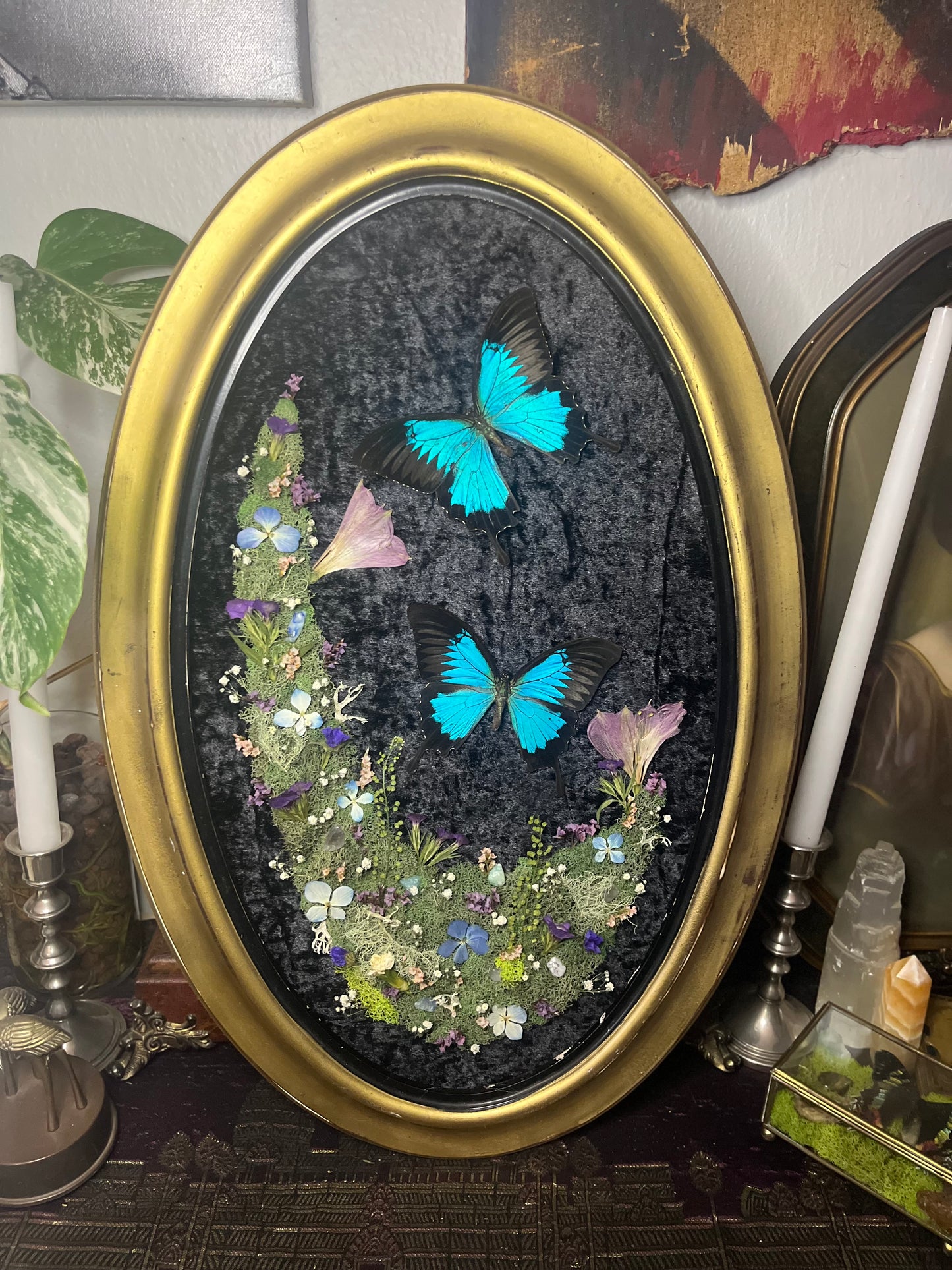 "Lazuli" Blue Swallowtail Butterfly Frame