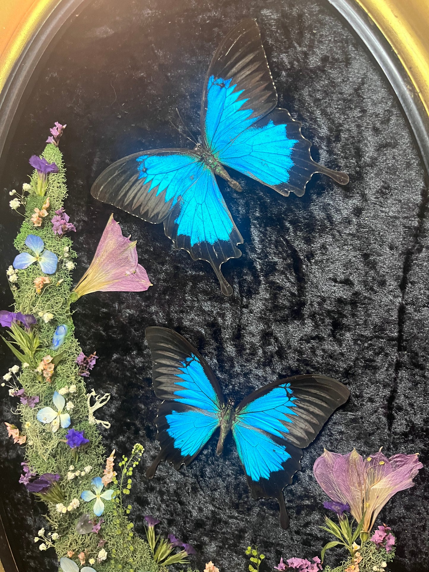 "Lazuli" Blue Swallowtail Butterfly Frame