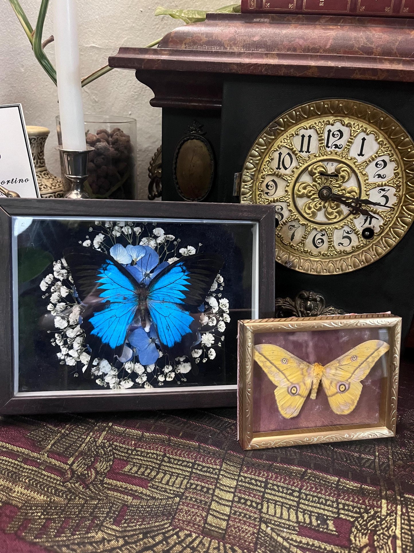 Real Golden Emperor Moth Taxidermy in Vintage Engraved Gold Frame Dark Academia Goth Gallery Wall Cottagecore Witch Gift