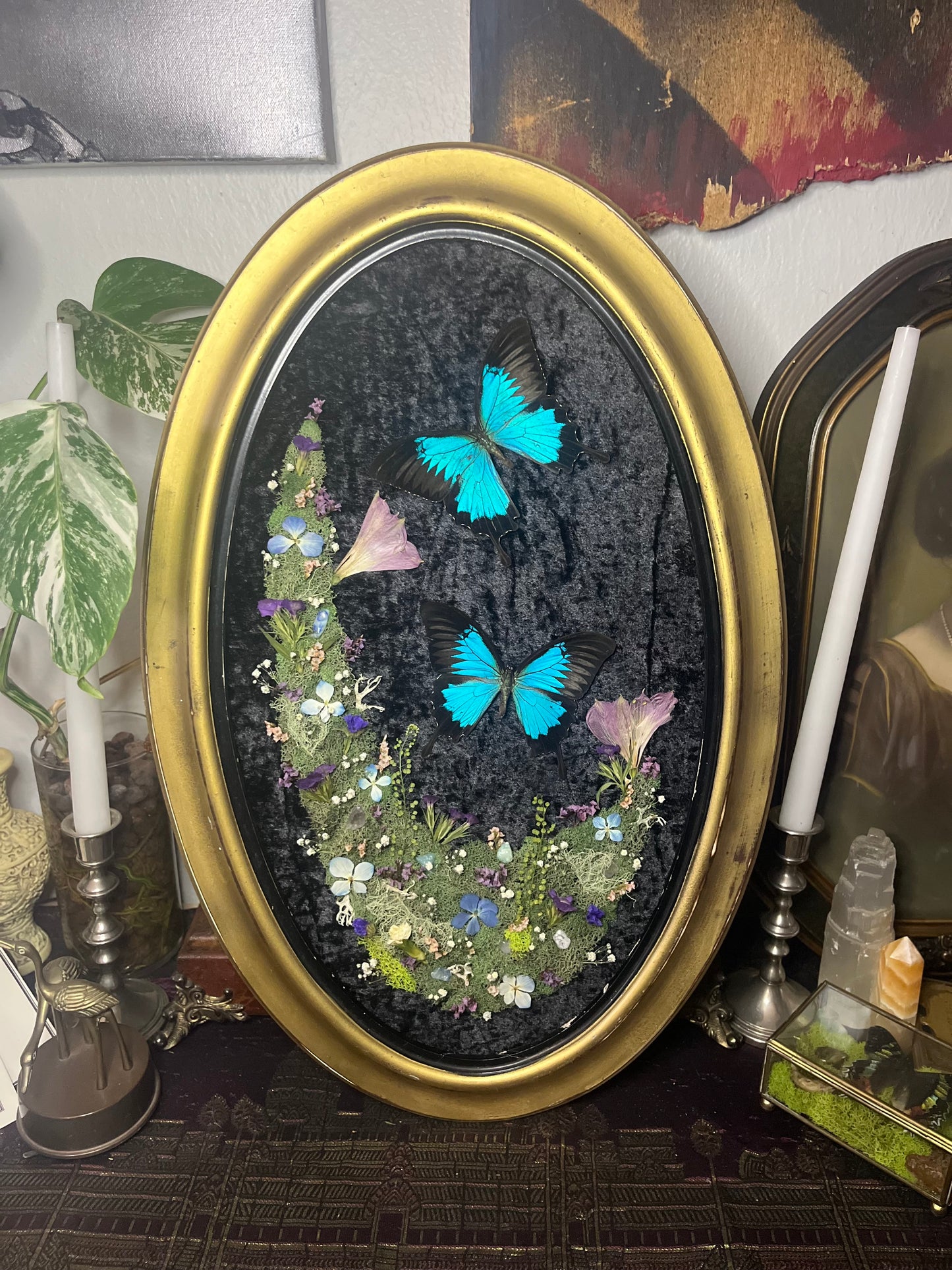 "Lazuli" Blue Swallowtail Butterfly Frame