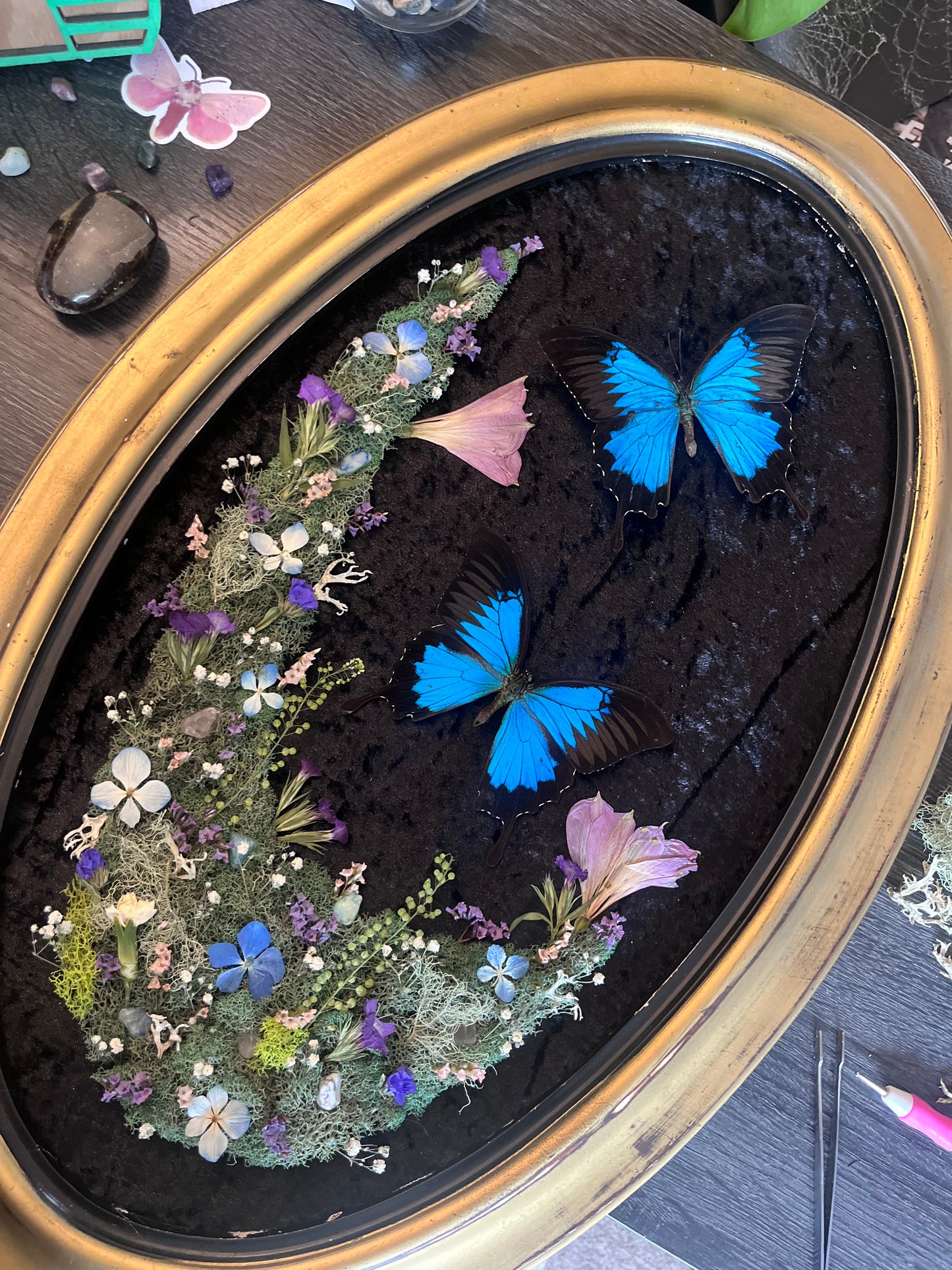 "Lazuli" Blue Swallowtail Butterfly Frame