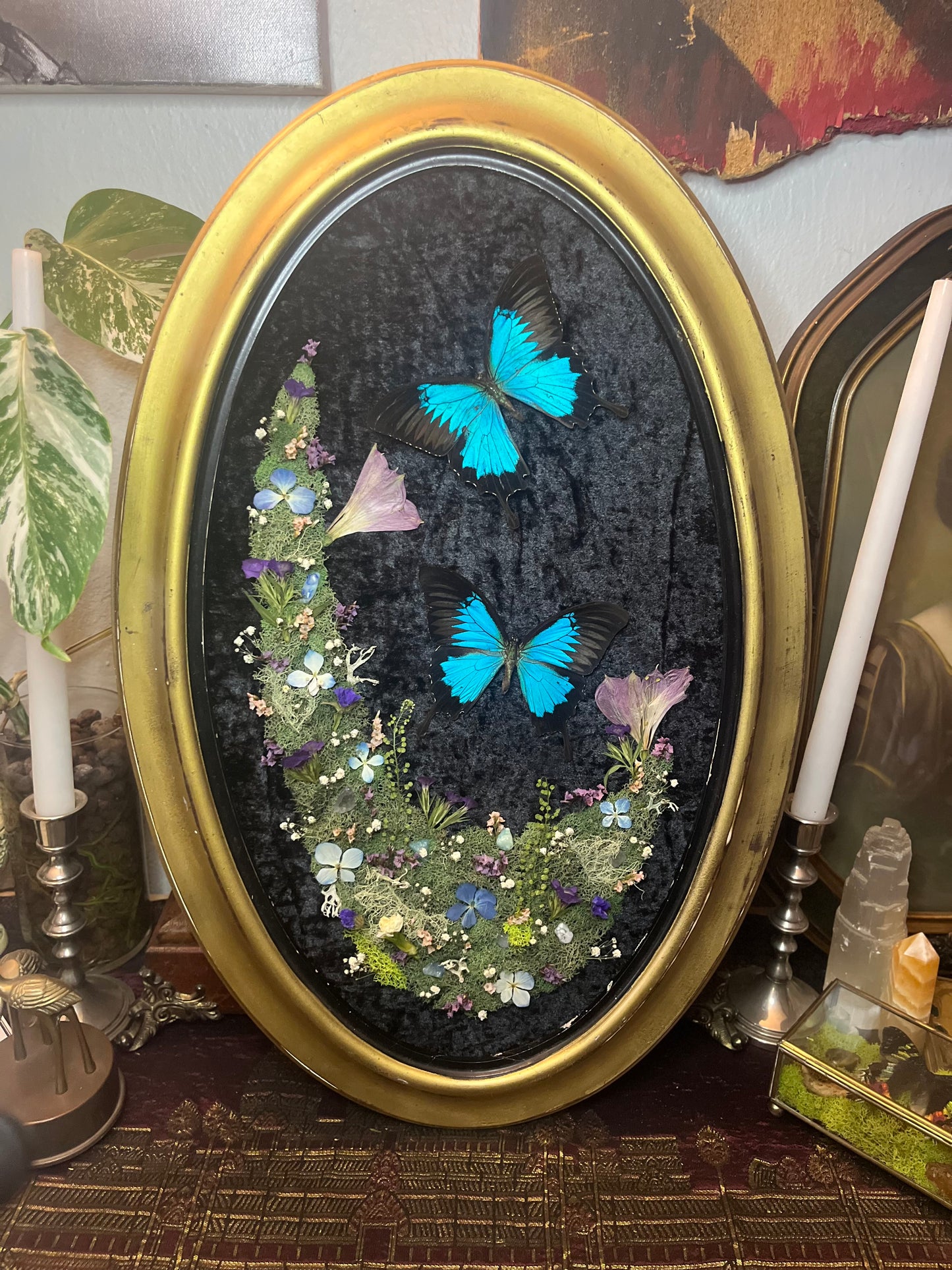 "Lazuli" Blue Swallowtail Butterfly Frame