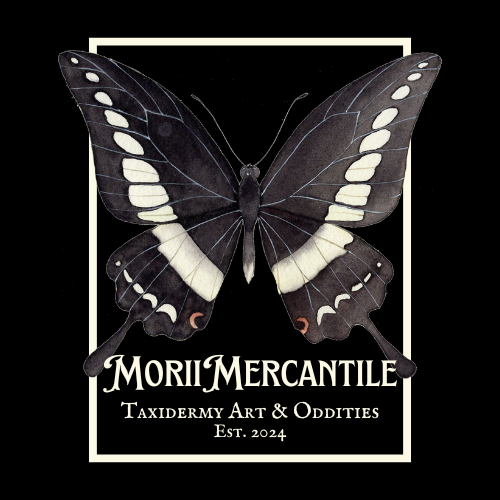 MoriiMercantile