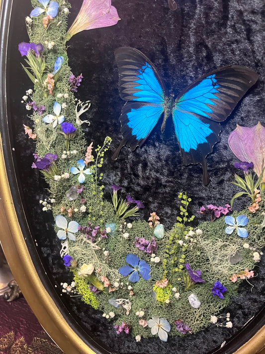 "Lazuli" Blue Swallowtail Butterfly Frame