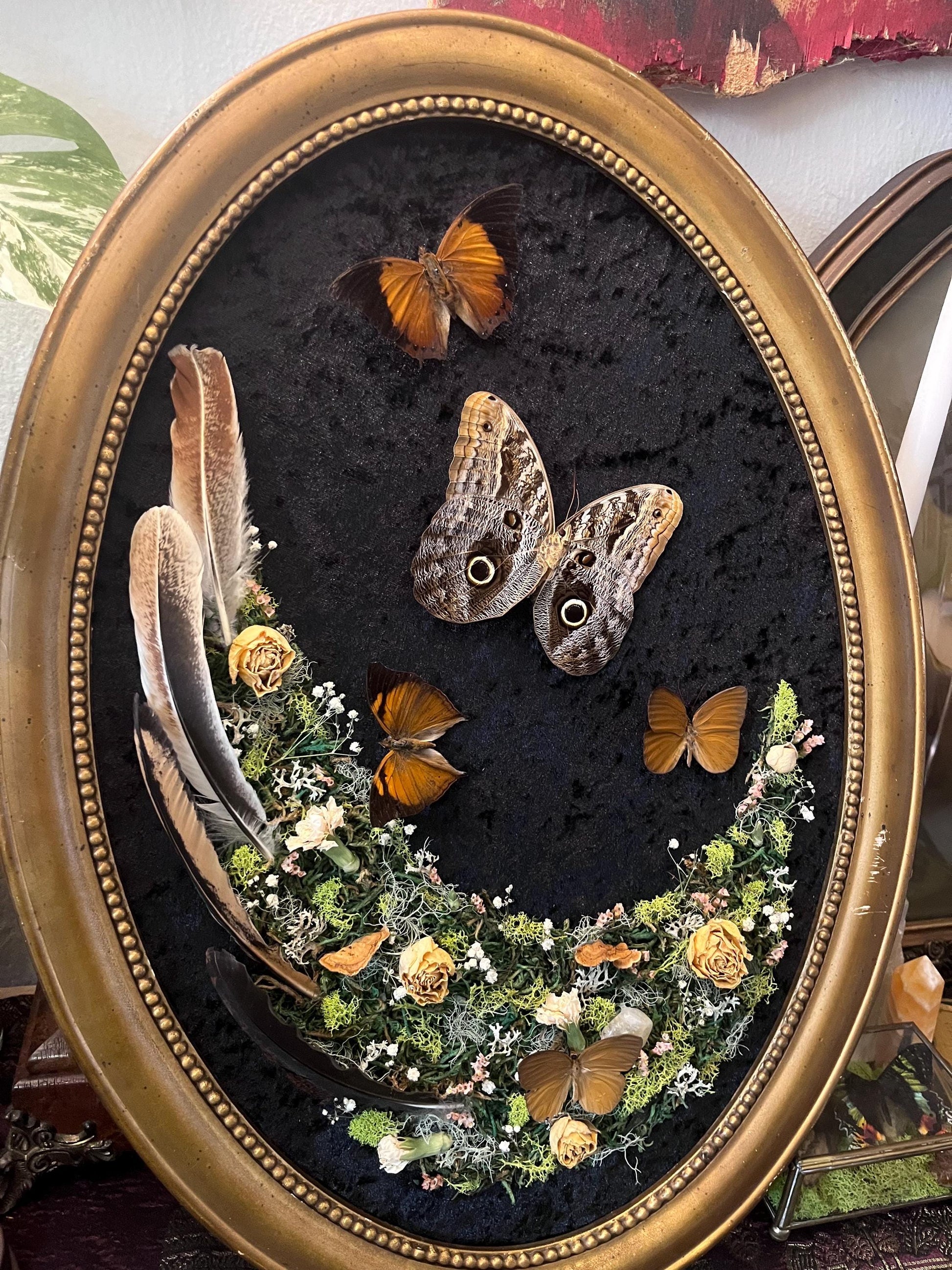 Real Owl Butterfly Taxidermy in Vintage Ornate Frame Crystals Feathers w/ Pressed Flowers in Bubble Glass Dark Academia Witchy Gothic Gift