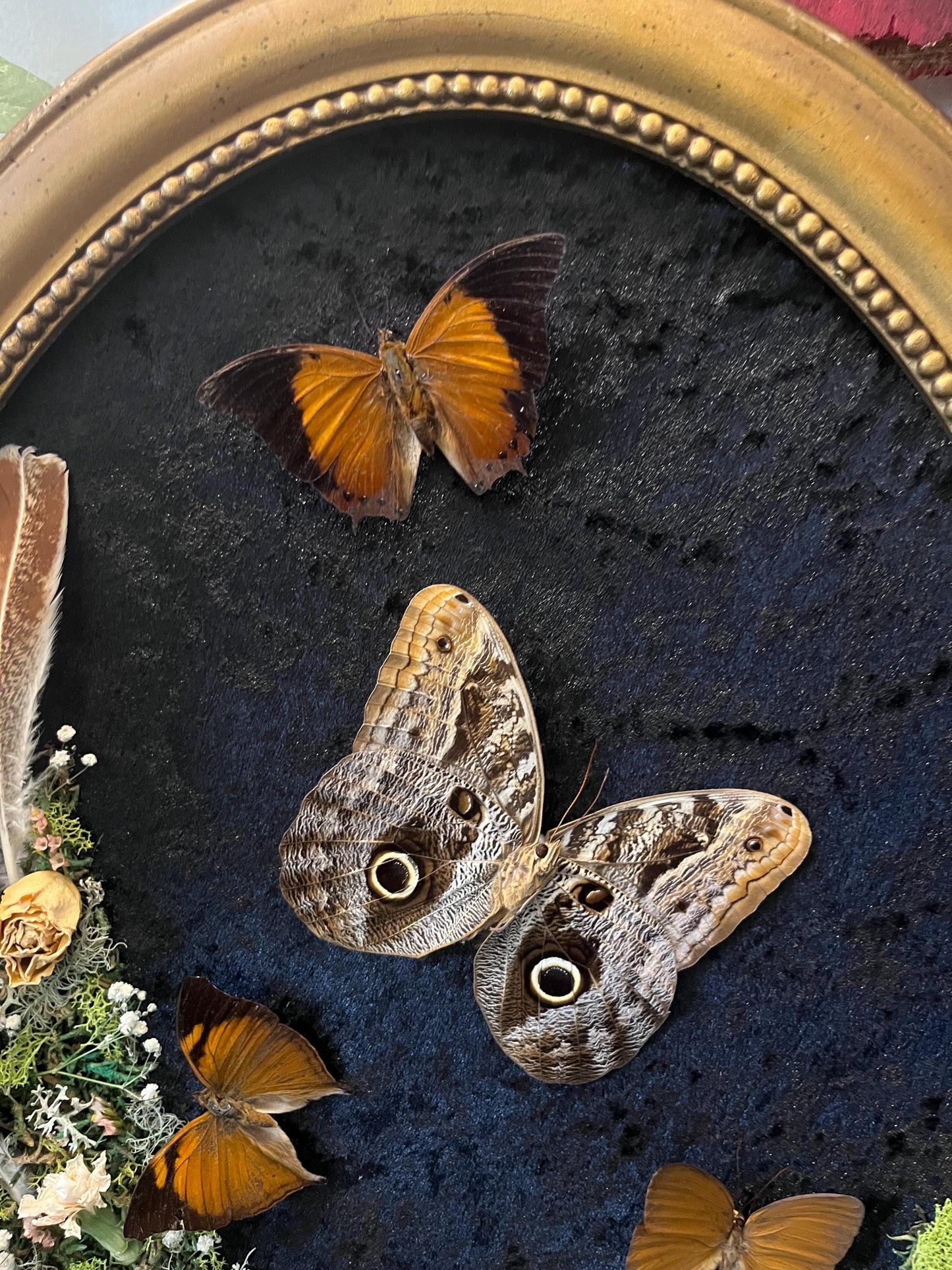 Real Owl Butterfly Taxidermy in Vintage Ornate Frame Crystals Feathers w/ Pressed Flowers in Bubble Glass Dark Academia Witchy Gothic Gift