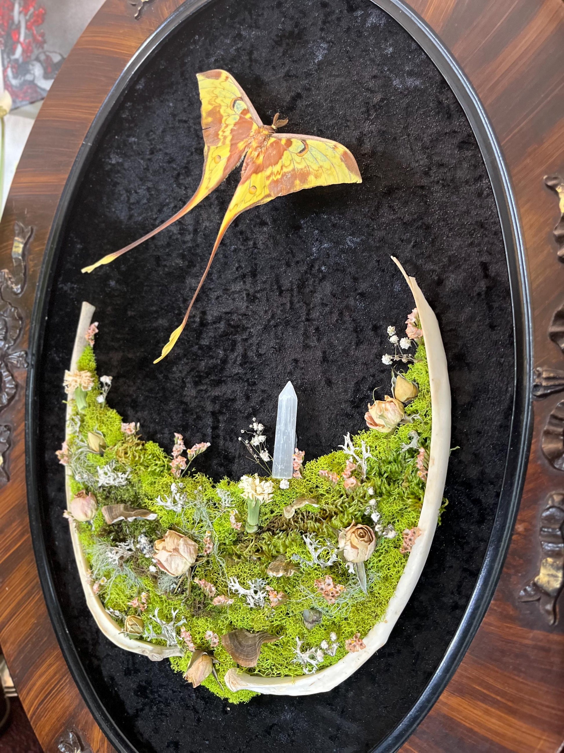 Real Moon Moth Taxidermy in Vintage Ornate Frame Crystals Rib Bones w/ Pressed Flowers in Bubble Glass Luna Moth Dark Witchy Gothic Gift