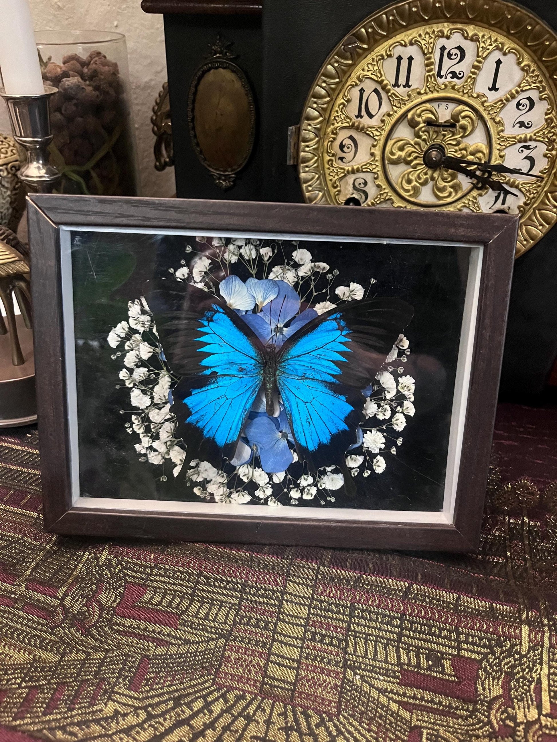 Real Blue Ulysses Swallowtail Butterfly Taxidermy in Shadowbox Frame Insect w/ Pressed Flowers Dark Academia Gift Gothic Witchy Gallery Wall