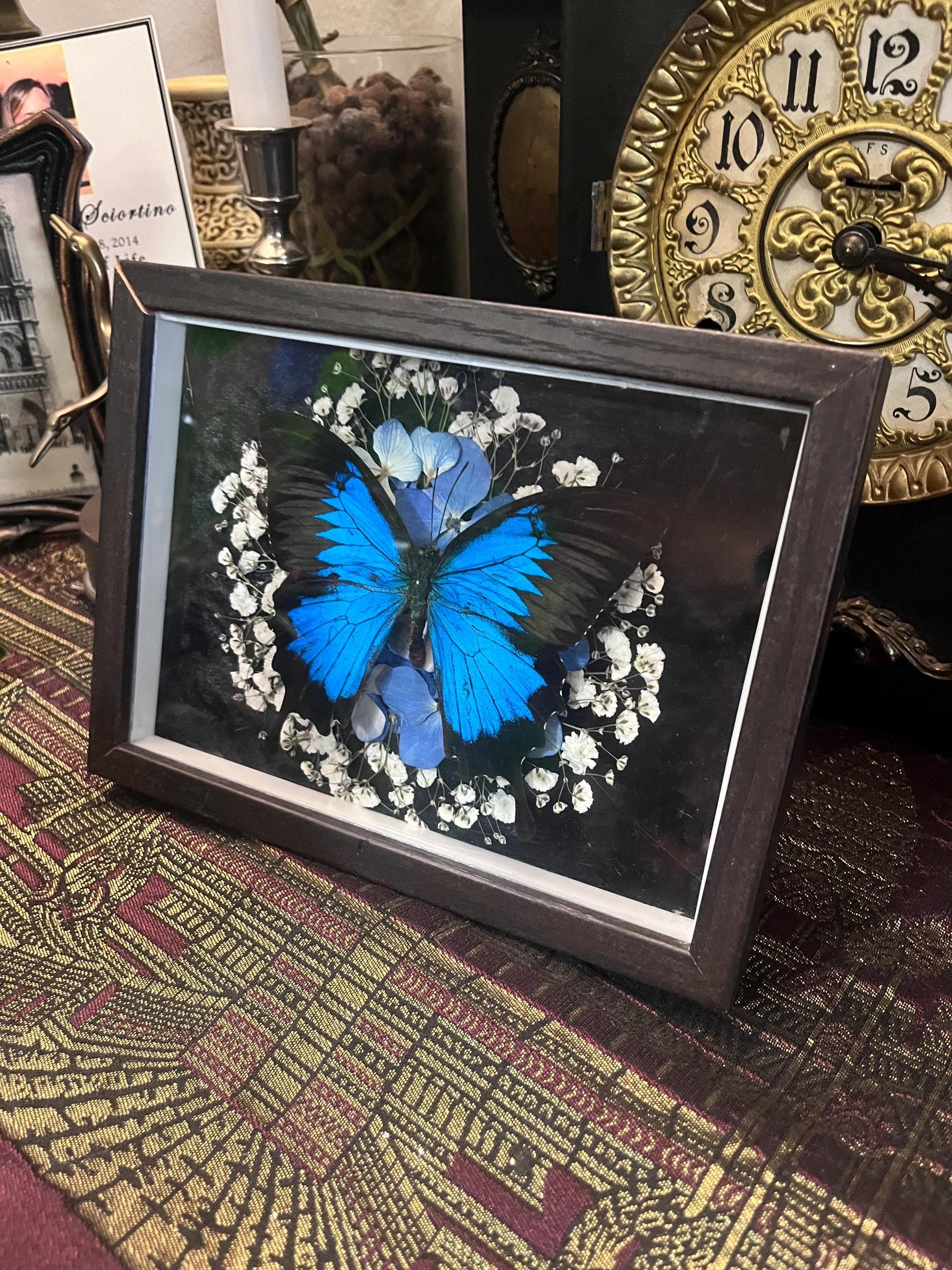 Real Blue Ulysses Swallowtail Butterfly Taxidermy in Shadowbox Frame Insect w/ Pressed Flowers Dark Academia Gift Gothic Witchy Gallery Wall