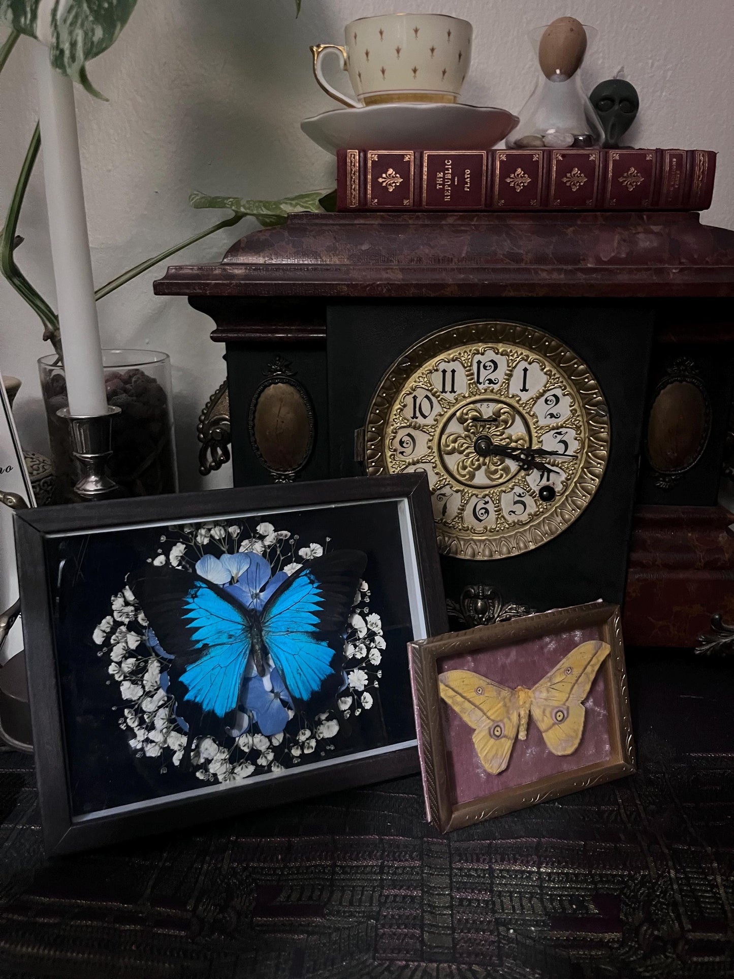 Real Blue Ulysses Swallowtail Butterfly Taxidermy in Shadowbox Frame Insect w/ Pressed Flowers Dark Academia Gift Gothic Witchy Gallery Wall