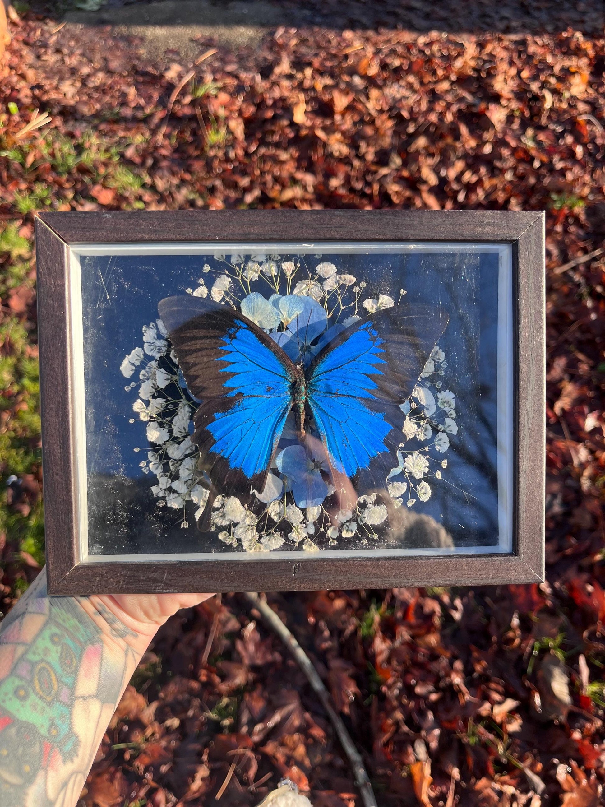 Real Blue Ulysses Swallowtail Butterfly Taxidermy in Shadowbox Frame Insect w/ Pressed Flowers Dark Academia Gift Gothic Witchy Gallery Wall