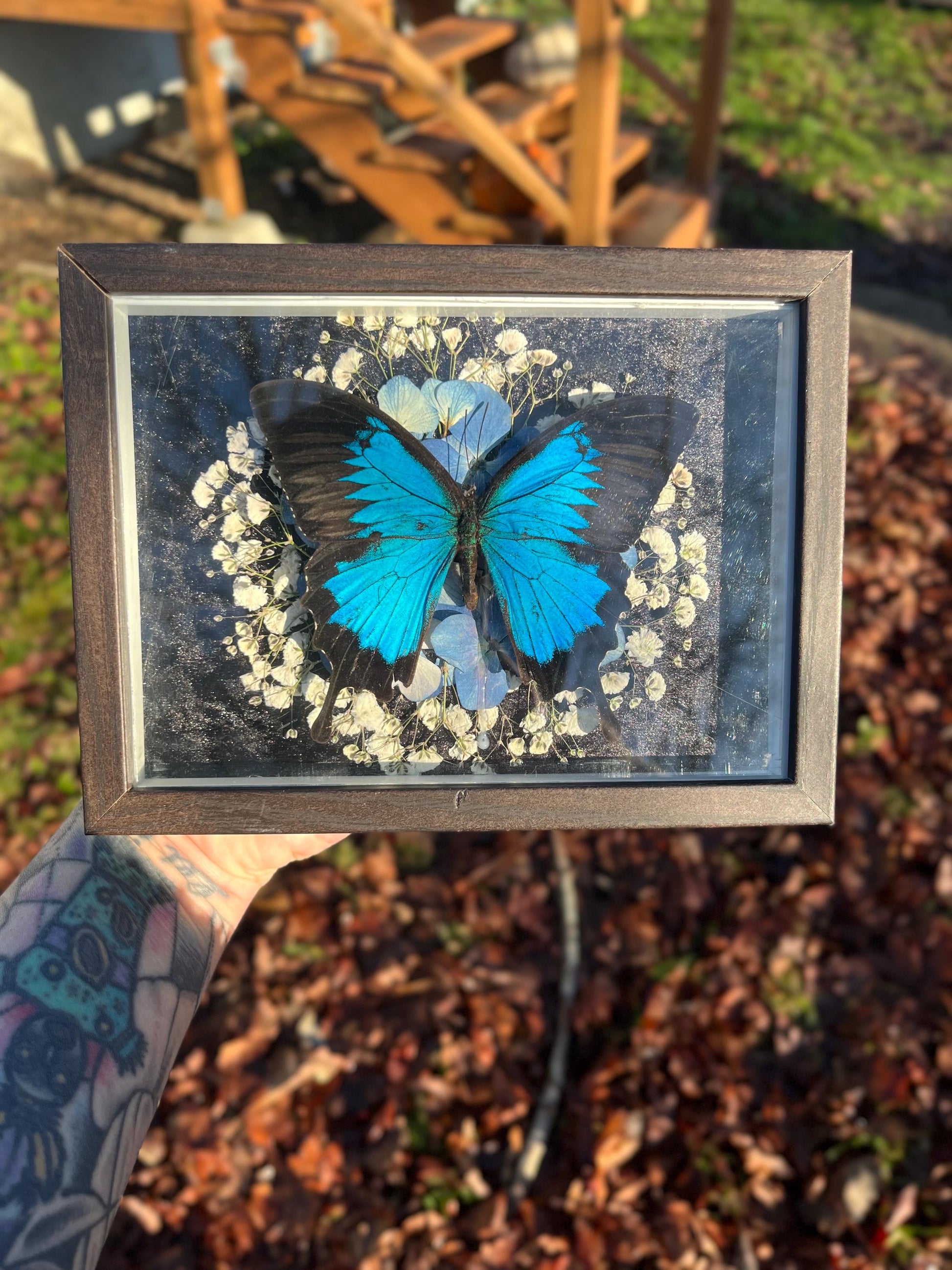 Real Blue Ulysses Swallowtail Butterfly Taxidermy in Shadowbox Frame Insect w/ Pressed Flowers Dark Academia Gift Gothic Witchy Gallery Wall