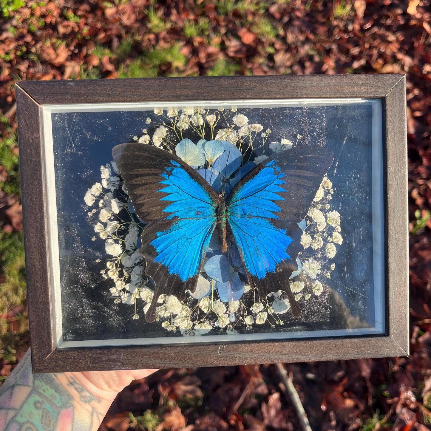 Real Blue Ulysses Swallowtail Butterfly Taxidermy in Shadowbox Frame Insect w/ Pressed Flowers Dark Academia Gift Gothic Witchy Gallery Wall