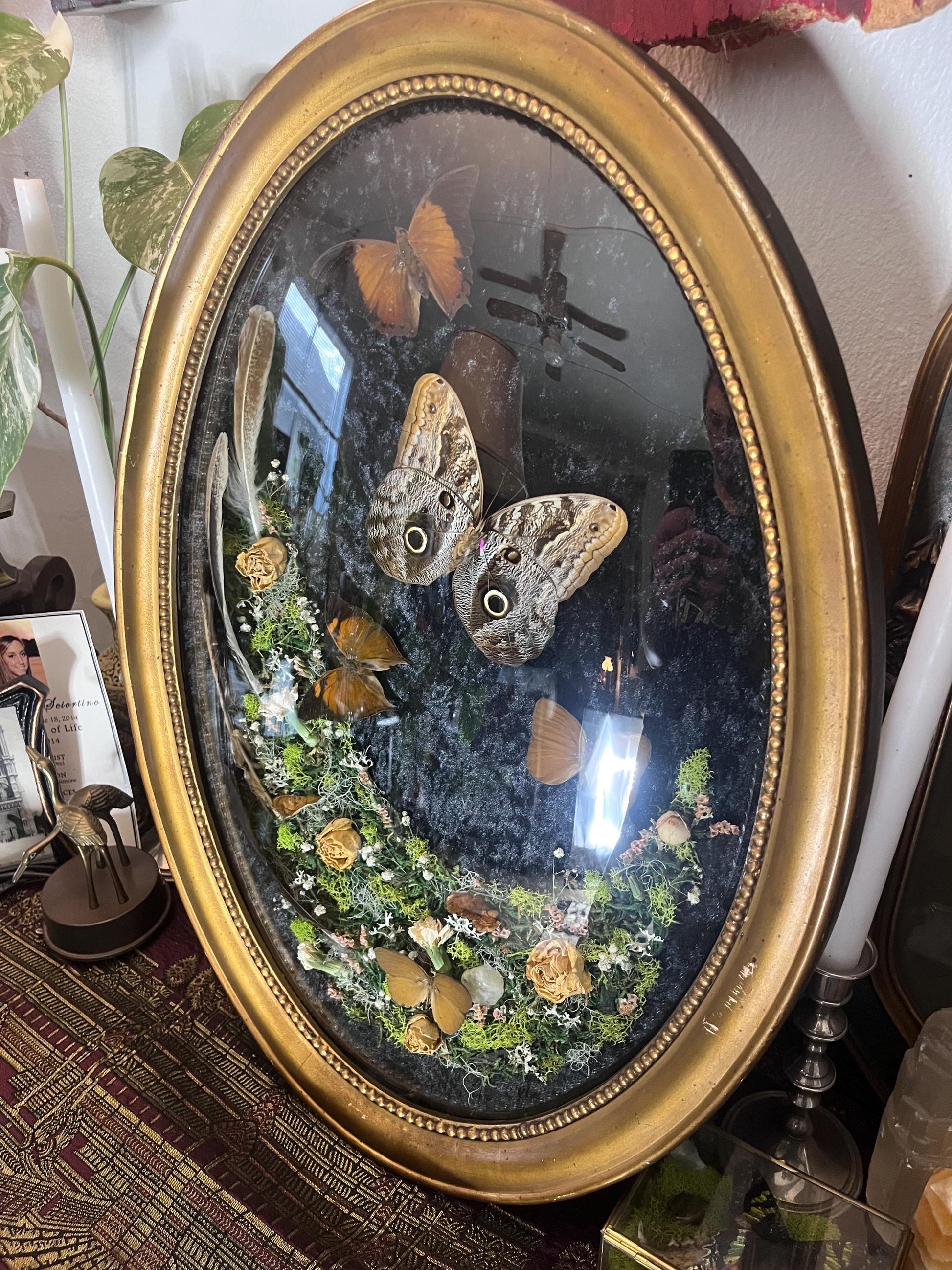 Real Owl Butterfly Taxidermy in Vintage Ornate Frame Crystals Feathers w/ Pressed Flowers in Bubble Glass Dark Academia Witchy Gothic Gift