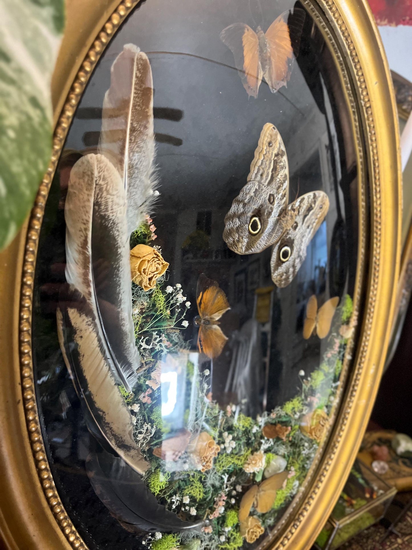 Real Owl Butterfly Taxidermy in Vintage Ornate Frame Crystals Feathers w/ Pressed Flowers in Bubble Glass Dark Academia Witchy Gothic Gift