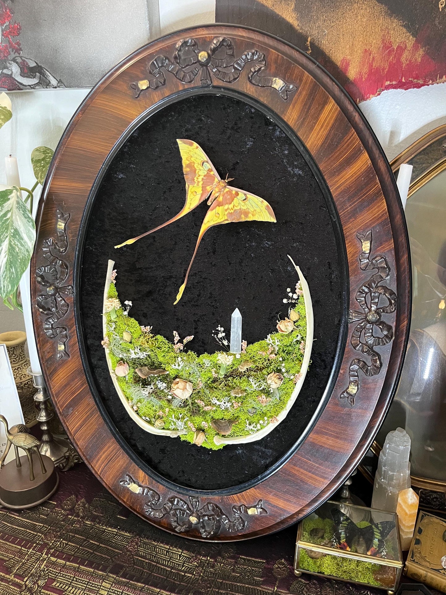 Real Moon Moth Taxidermy in Vintage Ornate Frame Crystals Rib Bones w/ Pressed Flowers in Bubble Glass Luna Moth Dark Witchy Gothic Gift