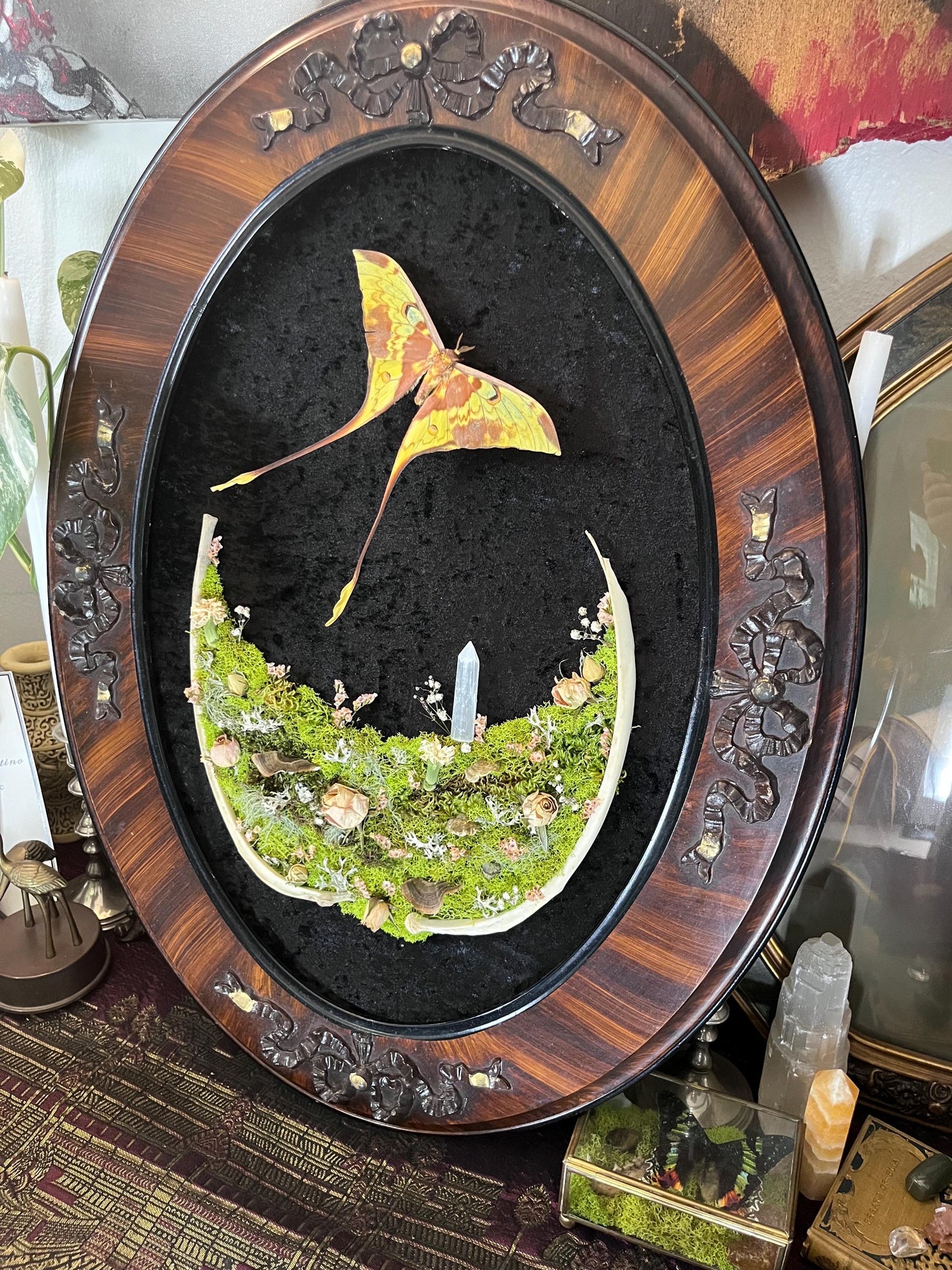 Real Moon Moth Taxidermy in Vintage Ornate Frame Crystals Rib Bones w/ Pressed Flowers in Bubble Glass Luna Moth Dark Witchy Gothic Gift