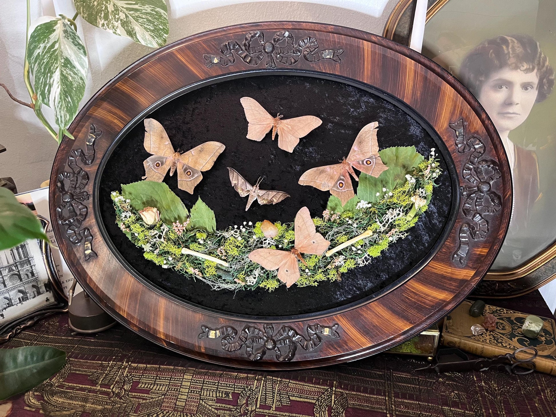 Real Sphinx Moth Taxidermy in Vintage Ornate Frame Crystals Coyote Bones w/ Pressed Flowers in Bubble Glass Emperor Moth Witchy Gothic Gift