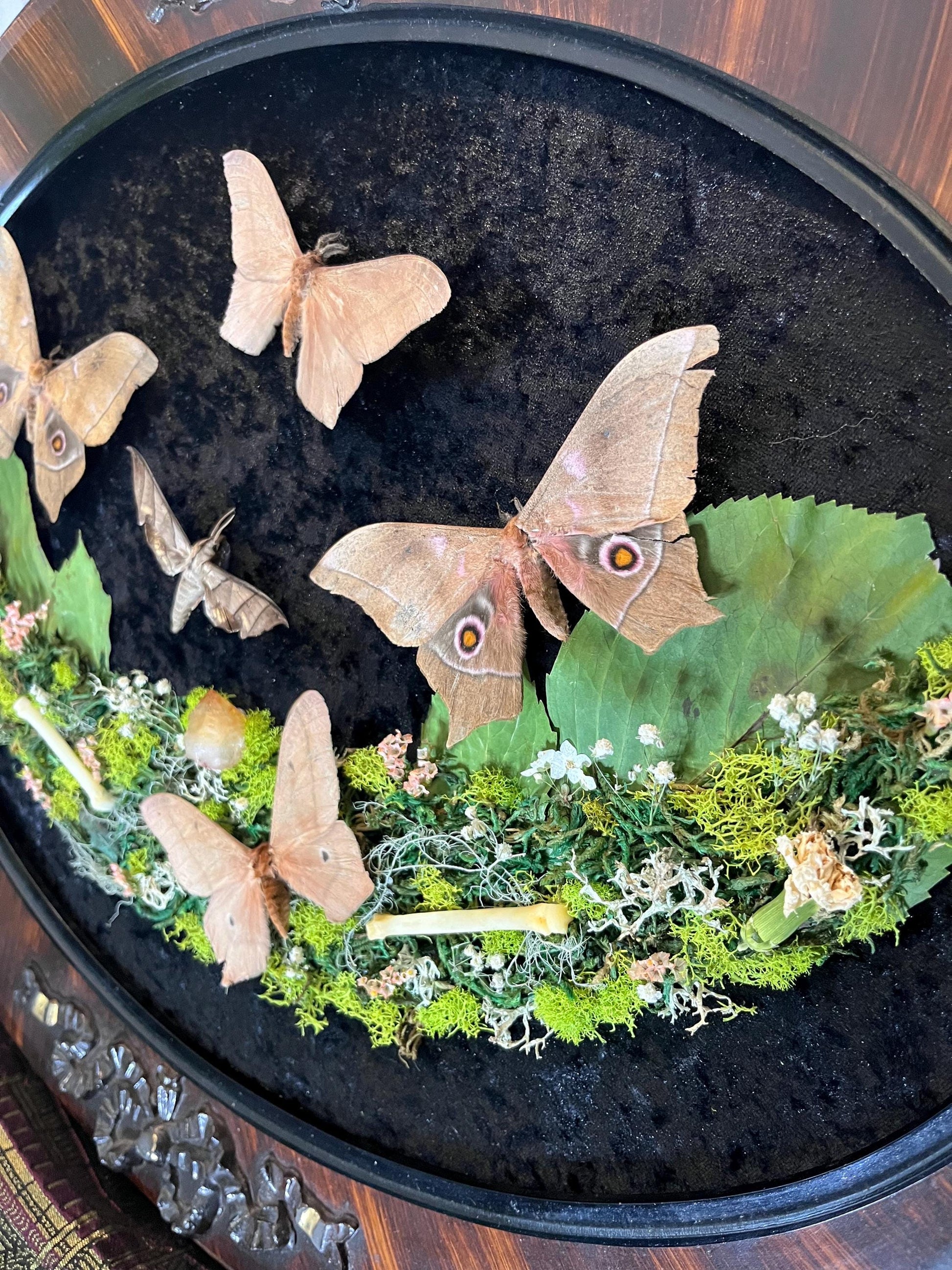 Real Sphinx Moth Taxidermy in Vintage Ornate Frame Crystals Coyote Bones w/ Pressed Flowers in Bubble Glass Emperor Moth Witchy Gothic Gift