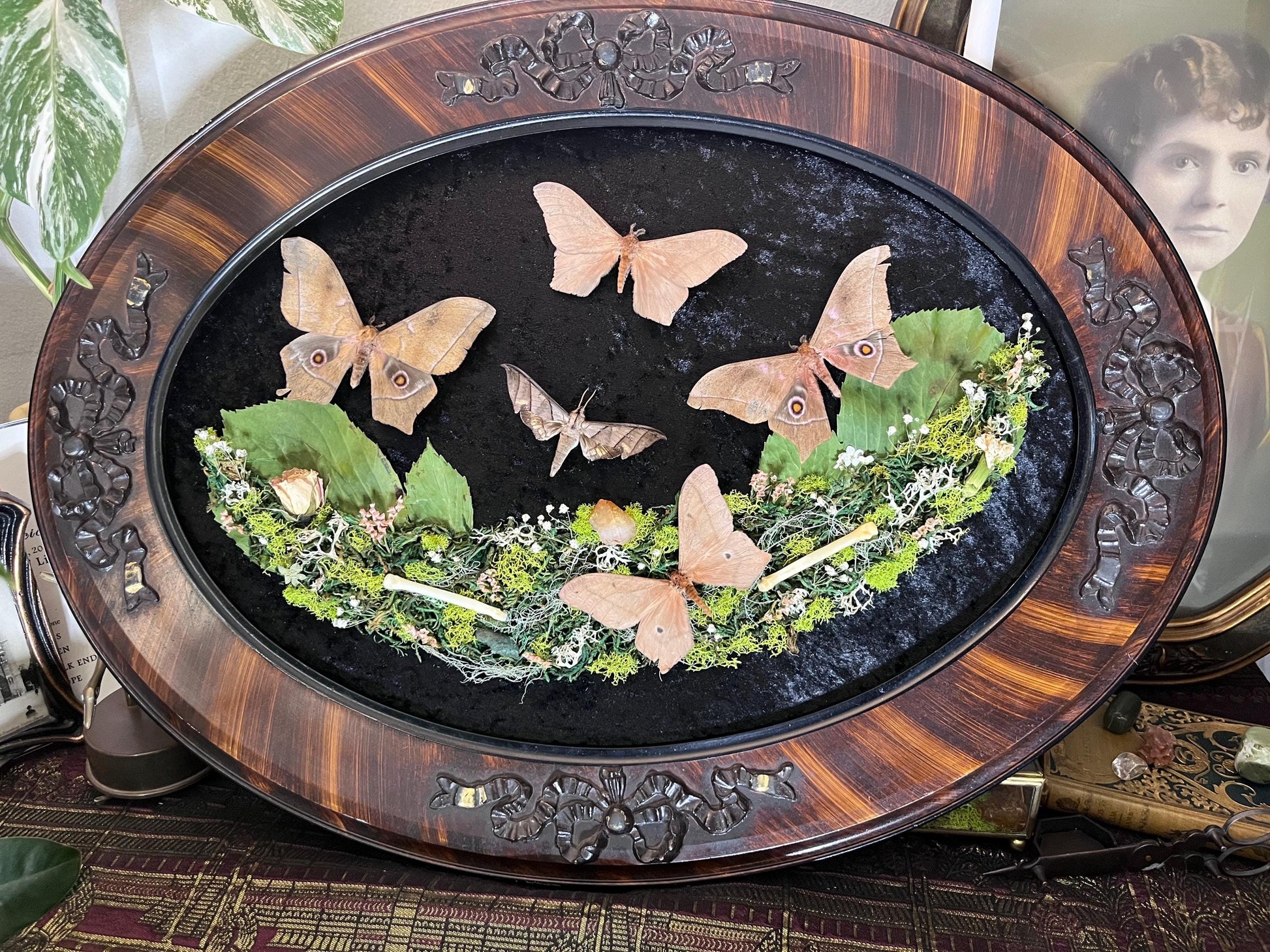 Real Sphinx Moth Taxidermy in Vintage Ornate Frame Crystals Coyote Bones w/ Pressed Flowers in Bubble Glass Emperor Moth Witchy Gothic Gift