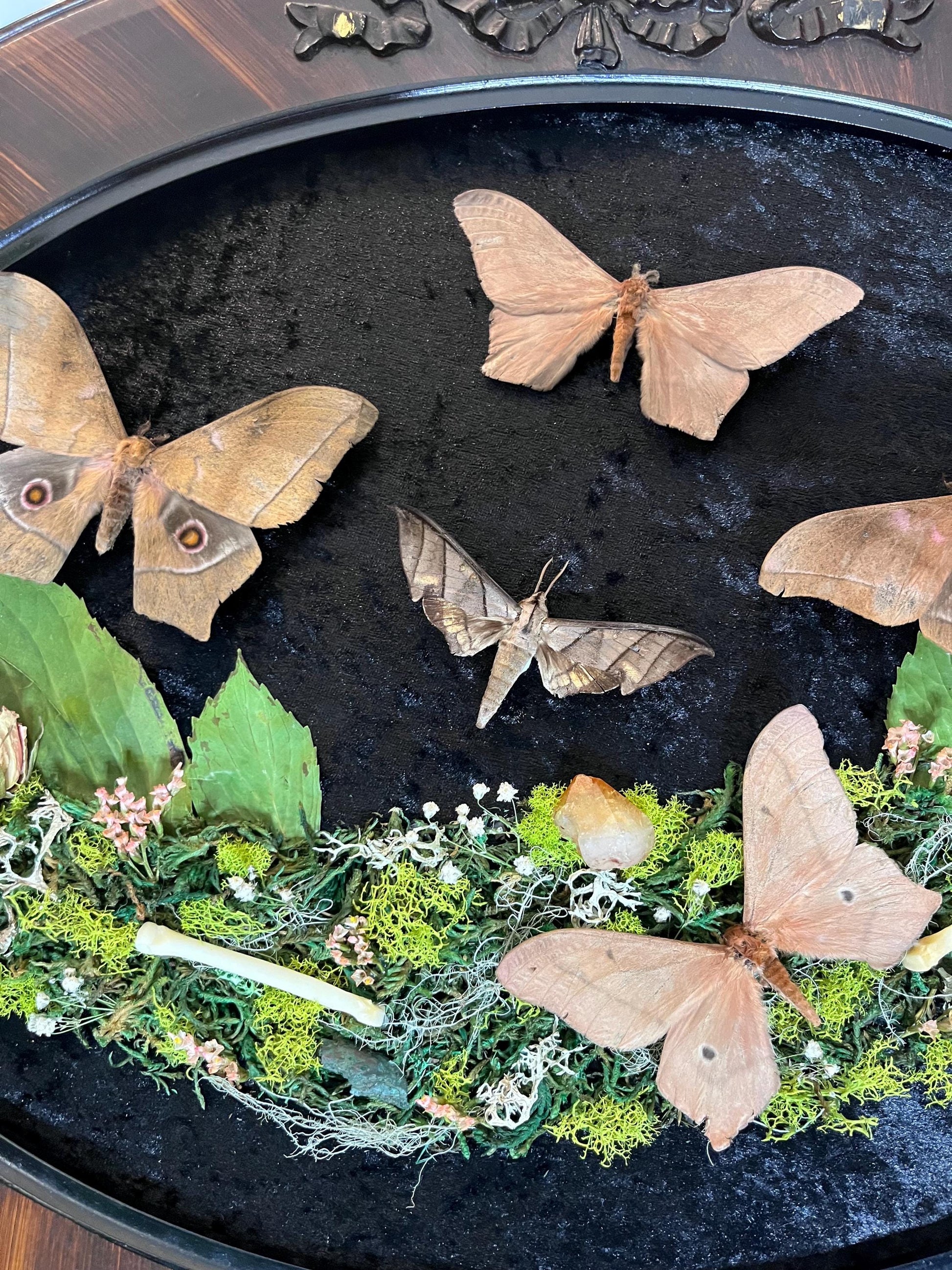 Real Sphinx Moth Taxidermy in Vintage Ornate Frame Crystals Coyote Bones w/ Pressed Flowers in Bubble Glass Emperor Moth Witchy Gothic Gift