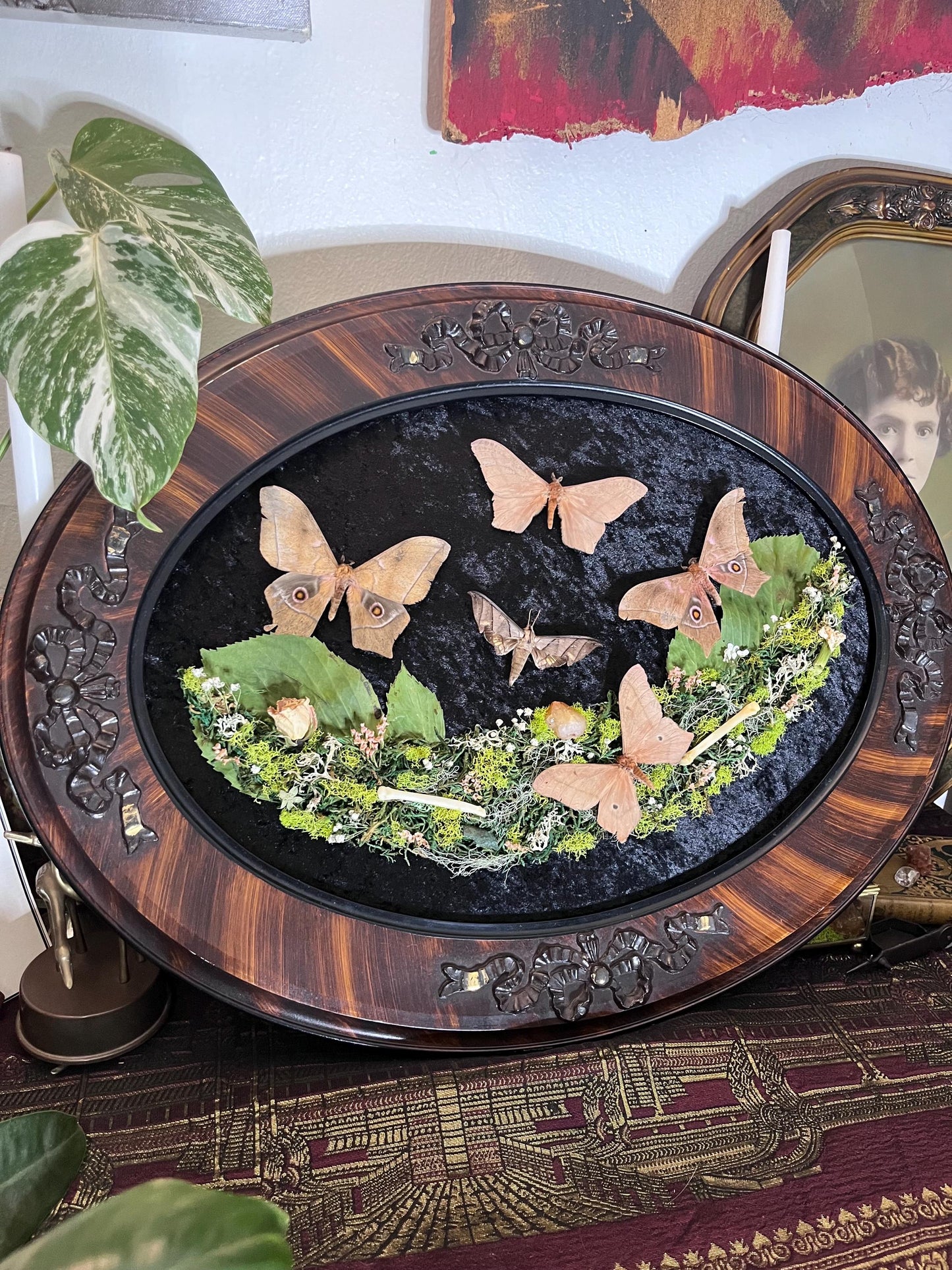 Real Sphinx Moth Taxidermy in Vintage Ornate Frame Crystals Coyote Bones w/ Pressed Flowers in Bubble Glass Emperor Moth Witchy Gothic Gift