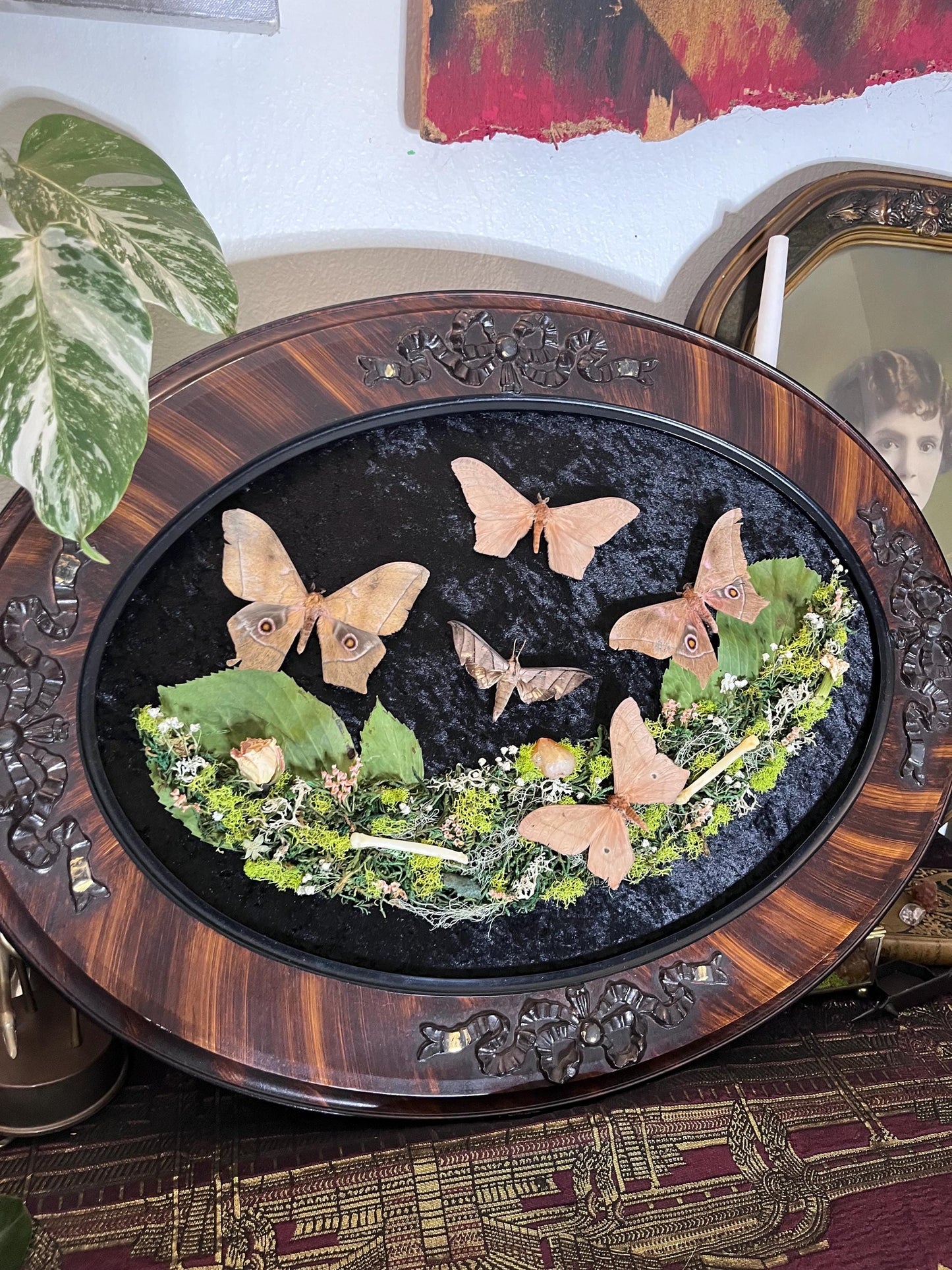 Real Sphinx Moth Taxidermy in Vintage Ornate Frame Crystals Coyote Bones w/ Pressed Flowers in Bubble Glass Emperor Moth Witchy Gothic Gift