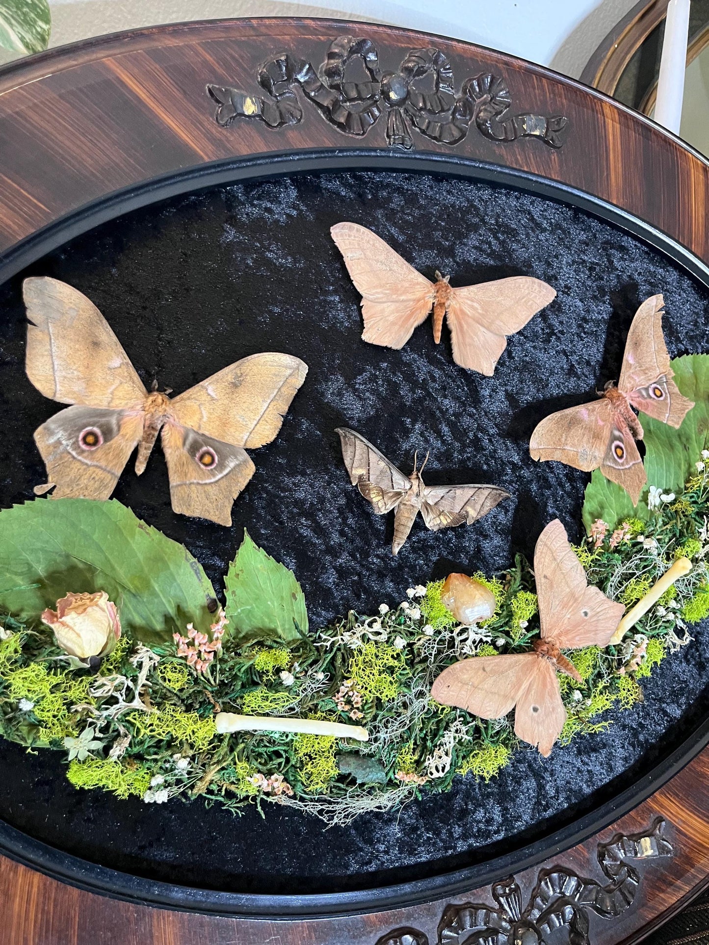 Real Sphinx Moth Taxidermy in Vintage Ornate Frame Crystals Coyote Bones w/ Pressed Flowers in Bubble Glass Emperor Moth Witchy Gothic Gift