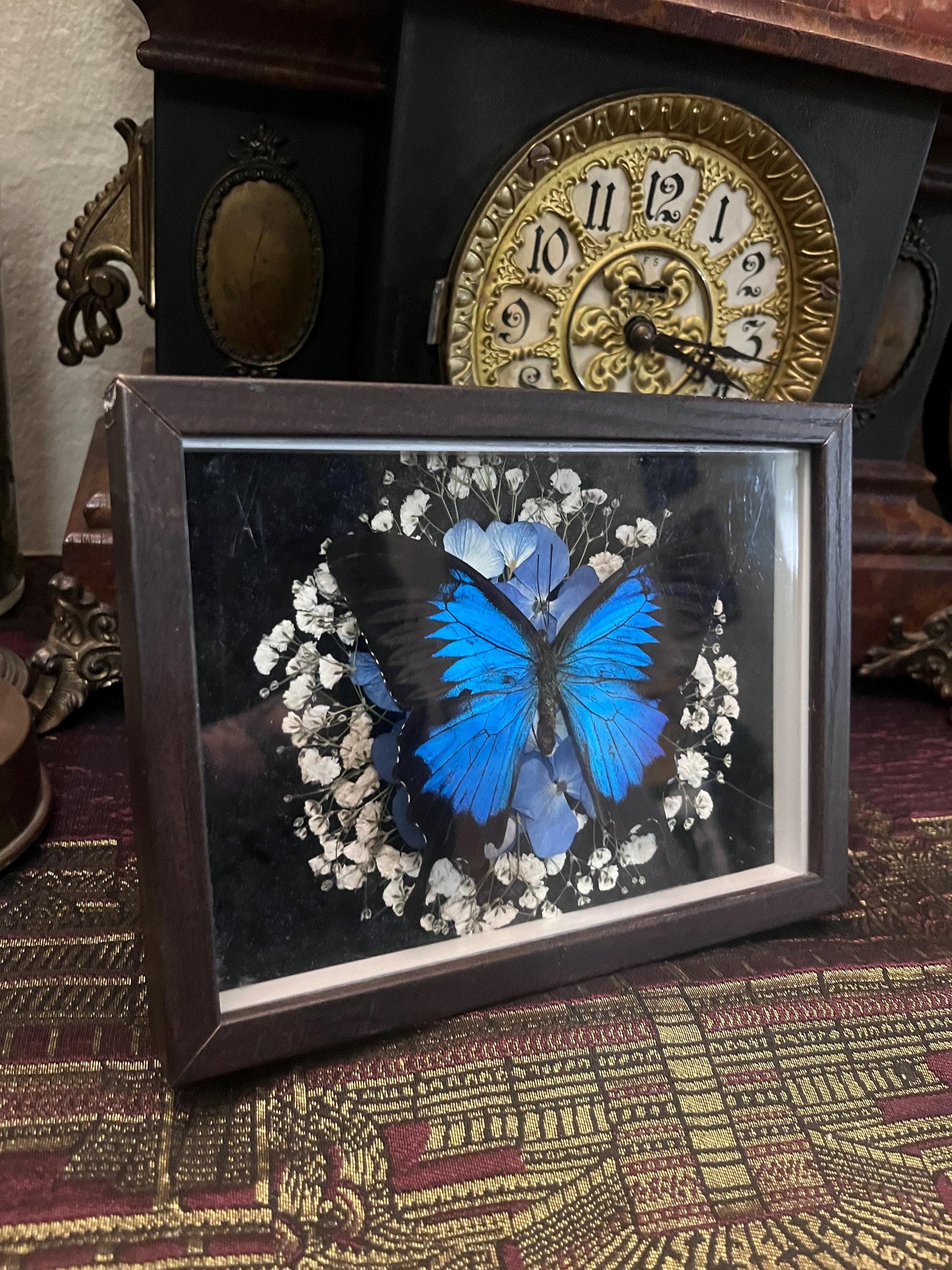 Real Blue Ulysses Swallowtail Butterfly Taxidermy in Shadowbox Frame Insect w/ Pressed Flowers Dark Academia Gift Gothic Witchy Gallery Wall