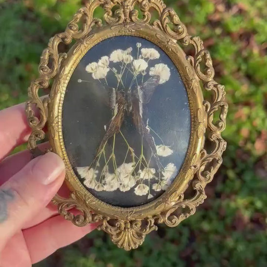 Real Dragontail Butterfly Taxidermy in Vintage Ornate Brass Bubble Glass Frame Dark Academia Goth Gallery Wall Cottagecore Witch Gift