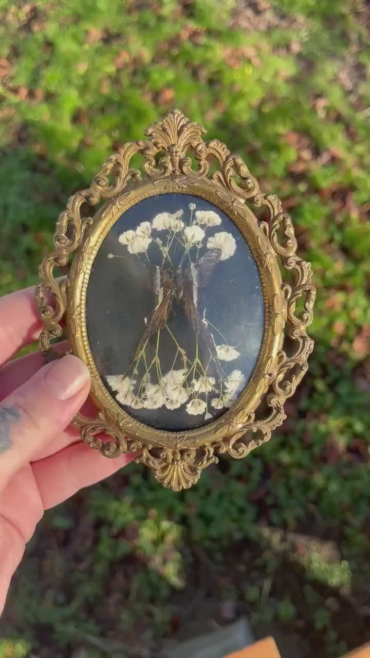 Real Dragontail Butterfly Taxidermy in Vintage Ornate Brass Bubble Glass Frame Dark Academia Goth Gallery Wall Cottagecore Witch Gift